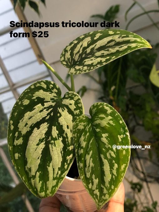 Scindapsus Tricolour Dark form (Clone 1)
