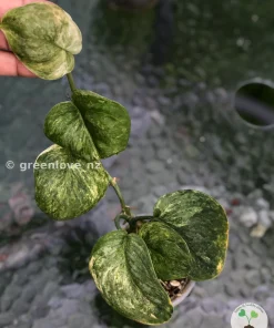 IMG_3170 Highly Rare Scindapsus Black Dragon Variegata