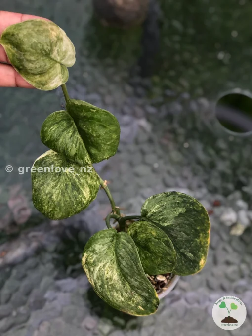 IMG_3170 Highly Rare Scindapsus Black Dragon Variegata