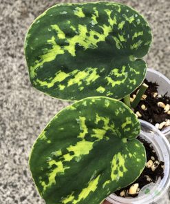 Highly Rare Scindapsus 'Macan'