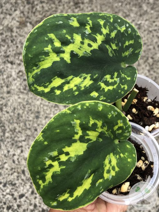 Highly Rare Scindapsus 'Macan'