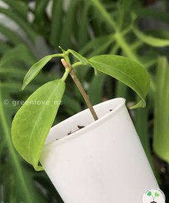 Hoya filiformis