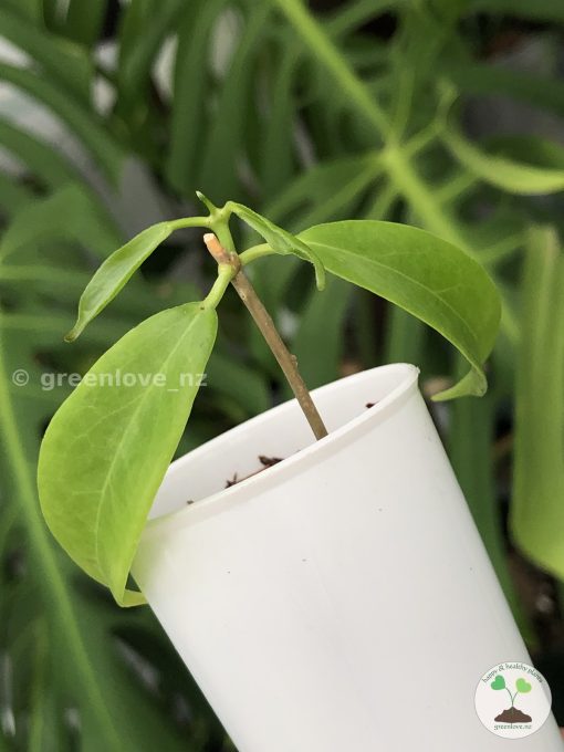 Hoya filiformis