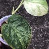 Rare Scindapsus Black Dragon Variegata - B