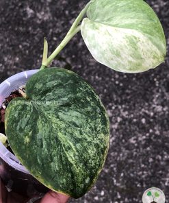 Rare Scindapsus Black Dragon Variegata - B