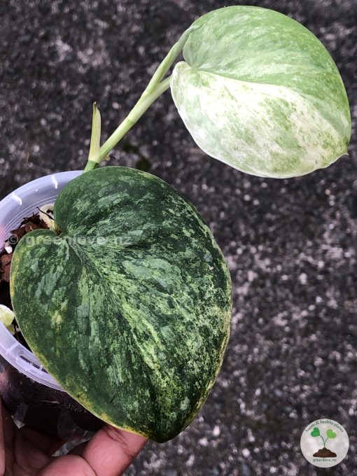 Rare Scindapsus Black Dragon Variegata - B