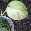 Rare Scindapsus Black Dragon Variegata - B