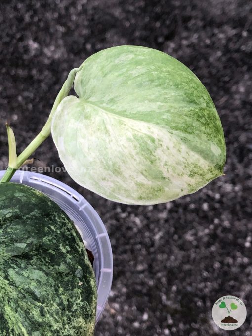 Rare Scindapsus Black Dragon Variegata - B