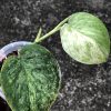 Rare Scindapsus Black Dragon Variegata - B