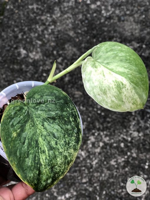 Rare Scindapsus Black Dragon Variegata - B