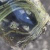 Rare Scindapsus Silver Knight Variegated - A