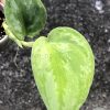 Rare Scindapsus Silver Knight Variegated - A