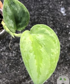 Rare Scindapsus Silver Knight Variegated - A