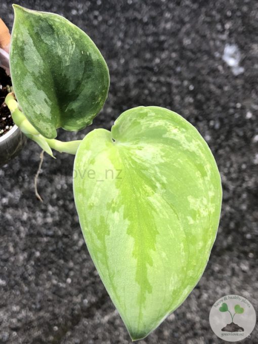 Rare Scindapsus Silver Knight Variegated - A