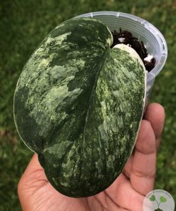 Rare Scindapsus Black Dragon Variegata