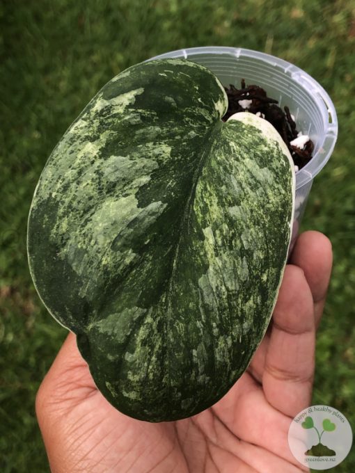 Rare Scindapsus Black Dragon Variegata