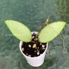 Hoya Snow Cui Silver