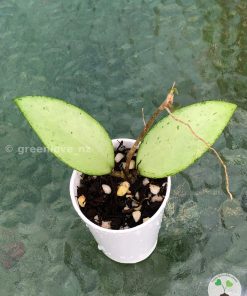 Hoya Snow Cui Silver