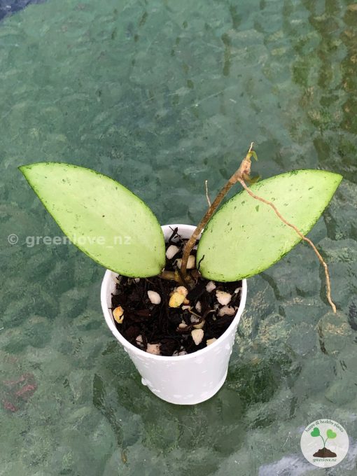 Hoya Snow Cui Silver