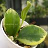 Hoya australis albo at @greenlove_nz