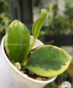 Hoya australis albo at @greenlove_nz
