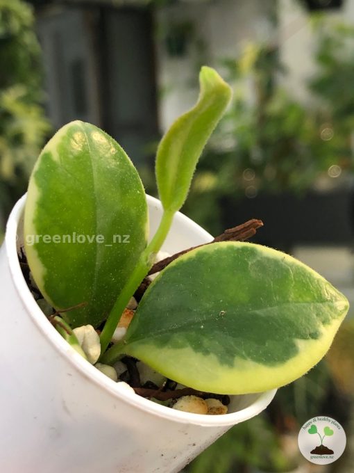 Hoya australis albo at @greenlove_nz