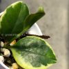 Hoya australis albo