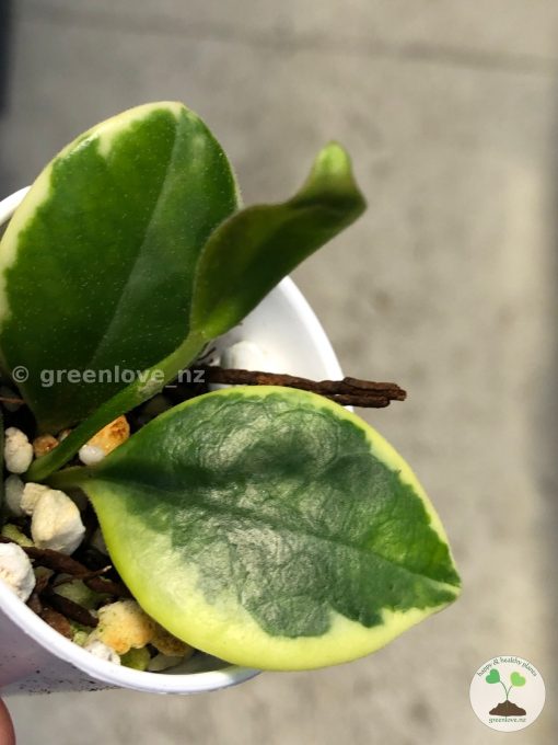 Hoya australis albo