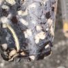 Rare Scindapsus Silver Knight Variegated - B