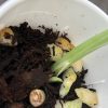 Rare Scindapsus Exotica 'Green Emerald'