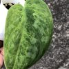 Rare Scindapsus Exotica 'Green Emerald'