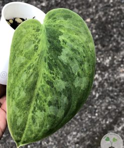 Rare Scindapsus Exotica 'Green Emerald'