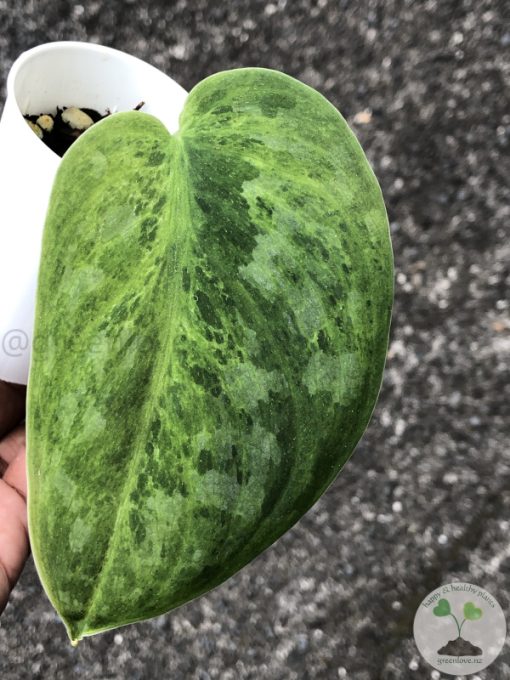 Rare Scindapsus Exotica 'Green Emerald'