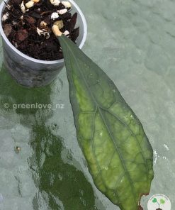 IMG_5082 Hoya clemensiorum - A