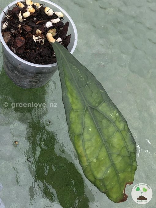 Hoya clemensiorum - A
