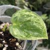 Rare Scindapsus Silver Knight Variegated - B