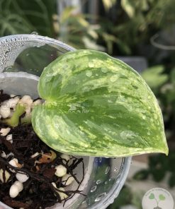 Rare Scindapsus Silver Knight Variegated - B