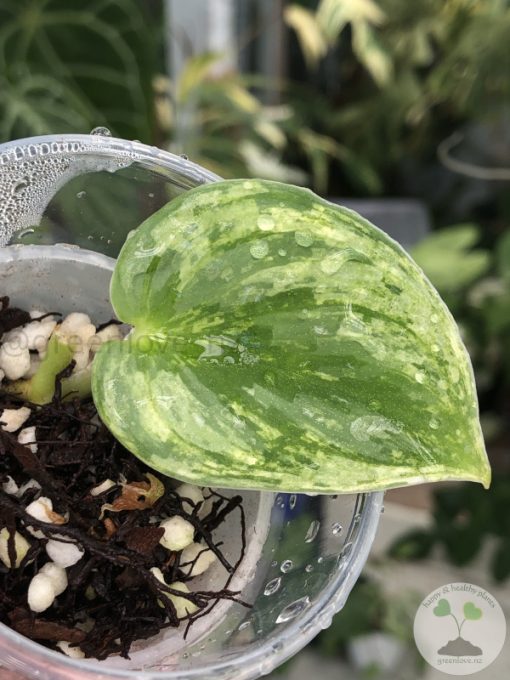 Rare Scindapsus Silver Knight Variegated - B