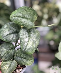 Rare Scindapsus Pangrango