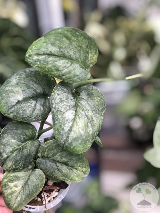 Rare Scindapsus Pangrango