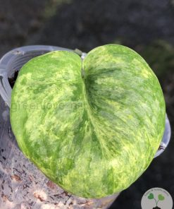 Rare Scindapsus Pangrango