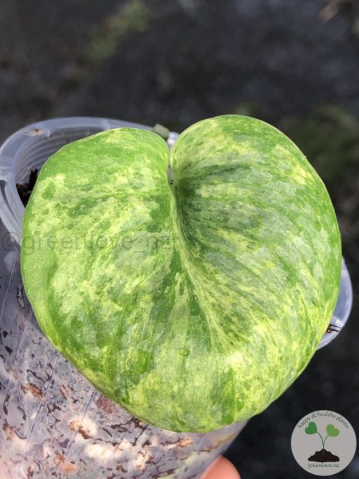 Rare Scindapsus Pangrango