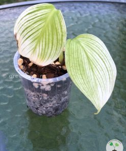 Scindapsus White Monster