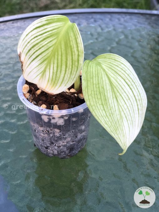 Scindapsus White Monster