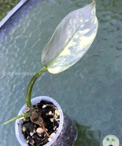 Philodendron Silver Sword Variegated
