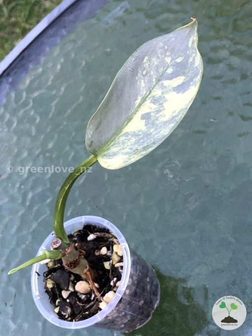 Philodendron Silver Sword Variegated