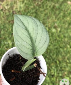 Rare Scindapsus Green Vein