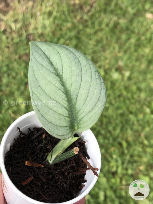 Rare Scindapsus Green Vein