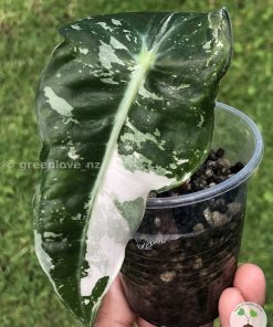 Alocasia Amazonica Pink Variegated