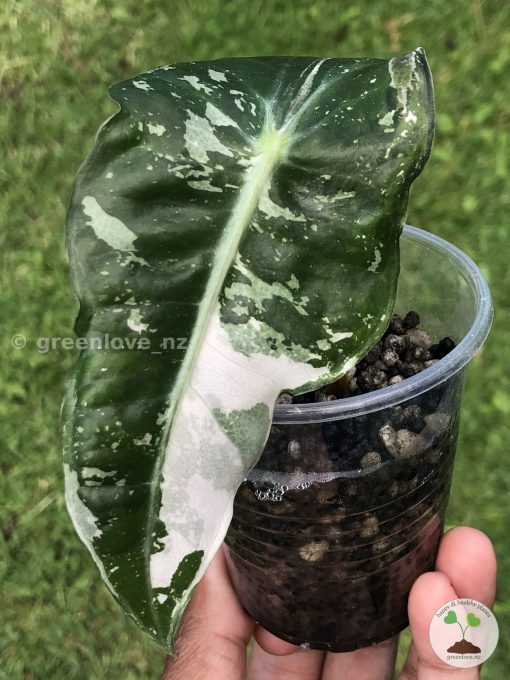 Alocasia Amazonica Pink Variegated